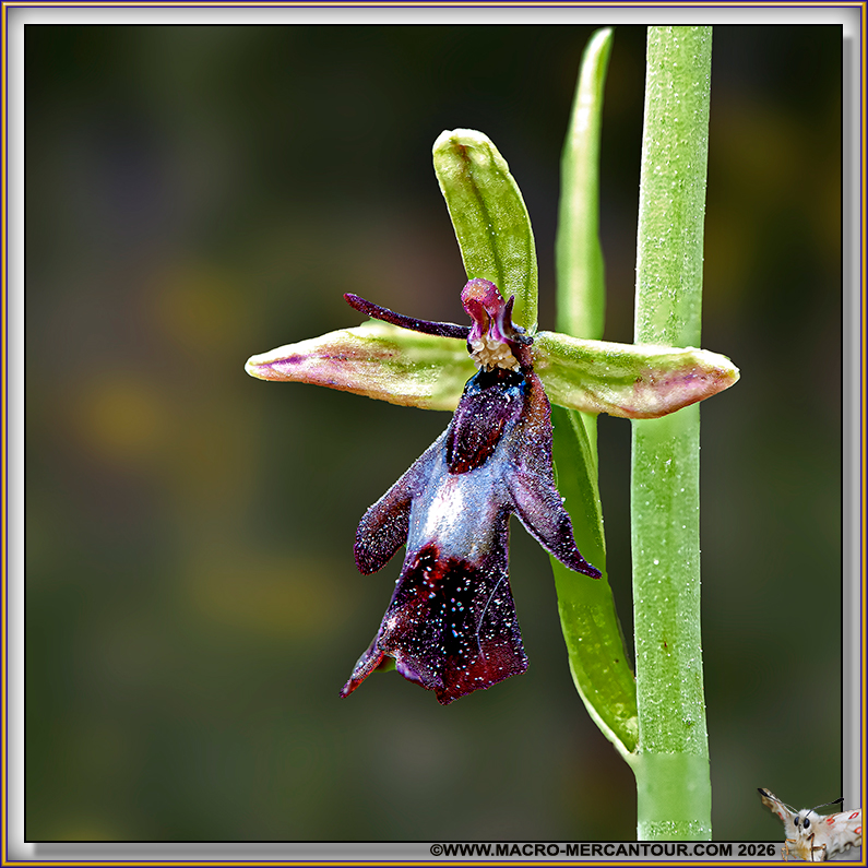 Ophrys mouche